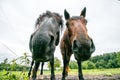 Two horses in stable Royalty Free Stock Photo