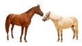 Two horses a stallion of brown red color and a domestic horse of pale beige color stand isolated