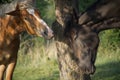 Two horses standing in a grassy area near a tree Royalty Free Stock Photo