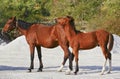 Two horses standing next to each other on gray ground Royalty Free Stock Photo