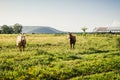 Two Horses Standing in a Pasture