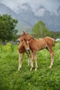 Horses standing side by side in a lush green pasture with majestic mountain peaks in the background Royalty Free Stock Photo