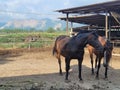 two horses are standing together in an enclosure at the farm Royalty Free Stock Photo