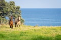 Two horses standing together in field again sea and blue sky background Royalty Free Stock Photo