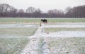 Two horses standing together in frozen meadow. Royalty Free Stock Photo