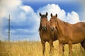 Two horses standing together and looking at camera Royalty Free Stock Photo