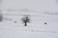 Two horses  stands in the pasture in winter, with a lot of snow Royalty Free Stock Photo