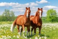 Two horses in summer in nature close-up, farming and agriculture concept