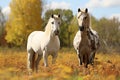 Two horses in summer in nature close-up, farming and agriculture concept