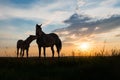 Two horses at sunset Royalty Free Stock Photo