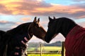 Two horses at sunset greeting each other Royalty Free Stock Photo