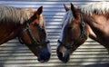 Two Horses Talking Head-to-Head Royalty Free Stock Photo