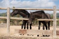 Two horses with their heads out of the wooden fence Royalty Free Stock Photo