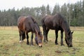 two horses in their pasture, grazing in the winter