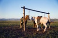 Two Horses Tied Post Together Open Field Concept Royalty Free Stock Photo