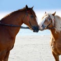 Two horses Royalty Free Stock Photo