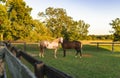 Two Horses Together On Ranch At Sunset