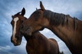 Two Horses Royalty Free Stock Photo
