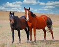 Two horses under a cloudy sky wild with no fence on the open plains - red brown pair