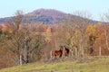 Two horses under the hill