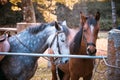 Two Horses waiting to ride Royalty Free Stock Photo