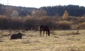 Two Horses on the Walk Royalty Free Stock Photo