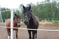 Two horses walk in a paddock on a farm in the summer in a stable Royalty Free Stock Photo