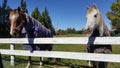 Two horses wearing clothing stand behind fence