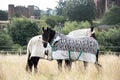 Two horses wearing fly rugs Royalty Free Stock Photo