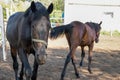 Two horses where one dark goes straight and the second brown back at the stable Royalty Free Stock Photo