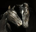 Two horses with a white blaze on the head with halter are standing next to each other on a black background