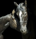 Two horses with a white blaze on the head with halter are standing next to each other on a black background Royalty Free Stock Photo