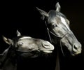 Two horses with a white blaze on the head with halter are standing next to each other on a black background Royalty Free Stock Photo