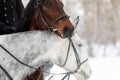 Two horses are white and brown in a bridle and a headband in a winter field. Large portrait of stallions. Royalty Free Stock Photo