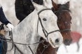 Two horses are white and brown in a bridle and a headband in a winter field. Large portrait of stallions. Royalty Free Stock Photo