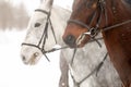 Two horses are white and brown in a bridle and a headband in a winter field. Large portrait of stallions. Royalty Free Stock Photo