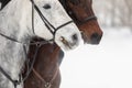 Two horses are white and brown in a bridle and a headband in a winter field. Large portrait of stallions. Royalty Free Stock Photo