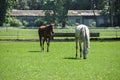 Two horses white and brown are walking along paddoc Royalty Free Stock Photo