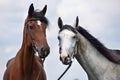 Two horses Royalty Free Stock Photo