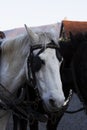 Two horses, a white horse and a black horse. Portrait of beautiful horses Royalty Free Stock Photo