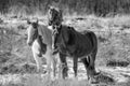 Two horses in a Wisconsin pasture standing side by side