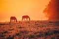 Two horses on wonderful autumn meadow during calm morning sunrise near by colored misty forest in november Royalty Free Stock Photo