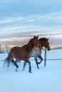 Two horses (Westphalians) run through the heavy snow, hot breath comes out of their mouths Royalty Free Stock Photo
