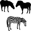 Two horses and zebra Royalty Free Stock Photo