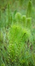 Two horsetails in a green field. Royalty Free Stock Photo