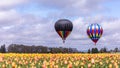 Two hot colorful hot air balloons taking off over yellow tulip field Royalty Free Stock Photo