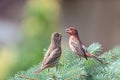 Two House Finches Feeding Together Royalty Free Stock Photo