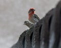 Two House Finches Perched on a Rooftop Royalty Free Stock Photo