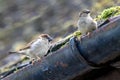 Two House Sparrows on a gutter in Westham Royalty Free Stock Photo