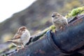Two House Sparrows on a gutter in Westham Royalty Free Stock Photo
